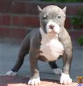 American Pit Bull